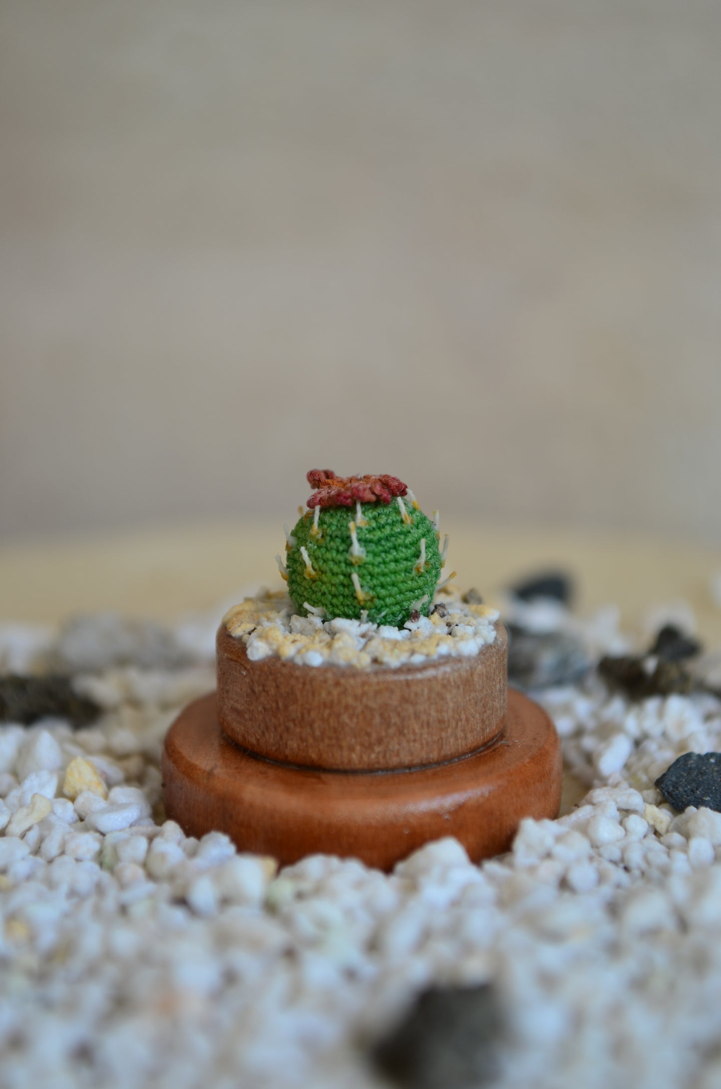 Mini Cactus - by Tiny bells of the prairie