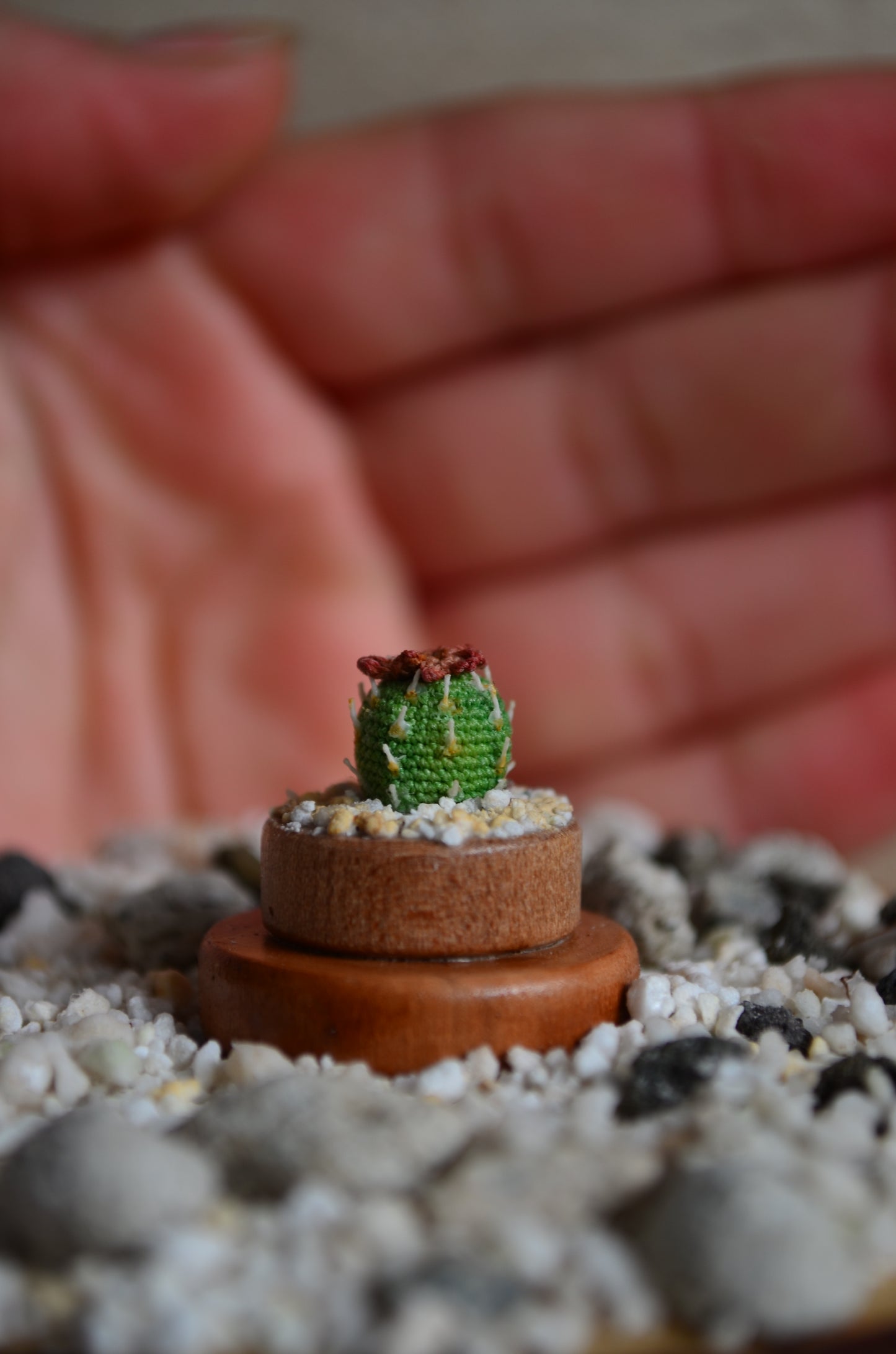 Mini Cactus - by Tiny bells of the prairie
