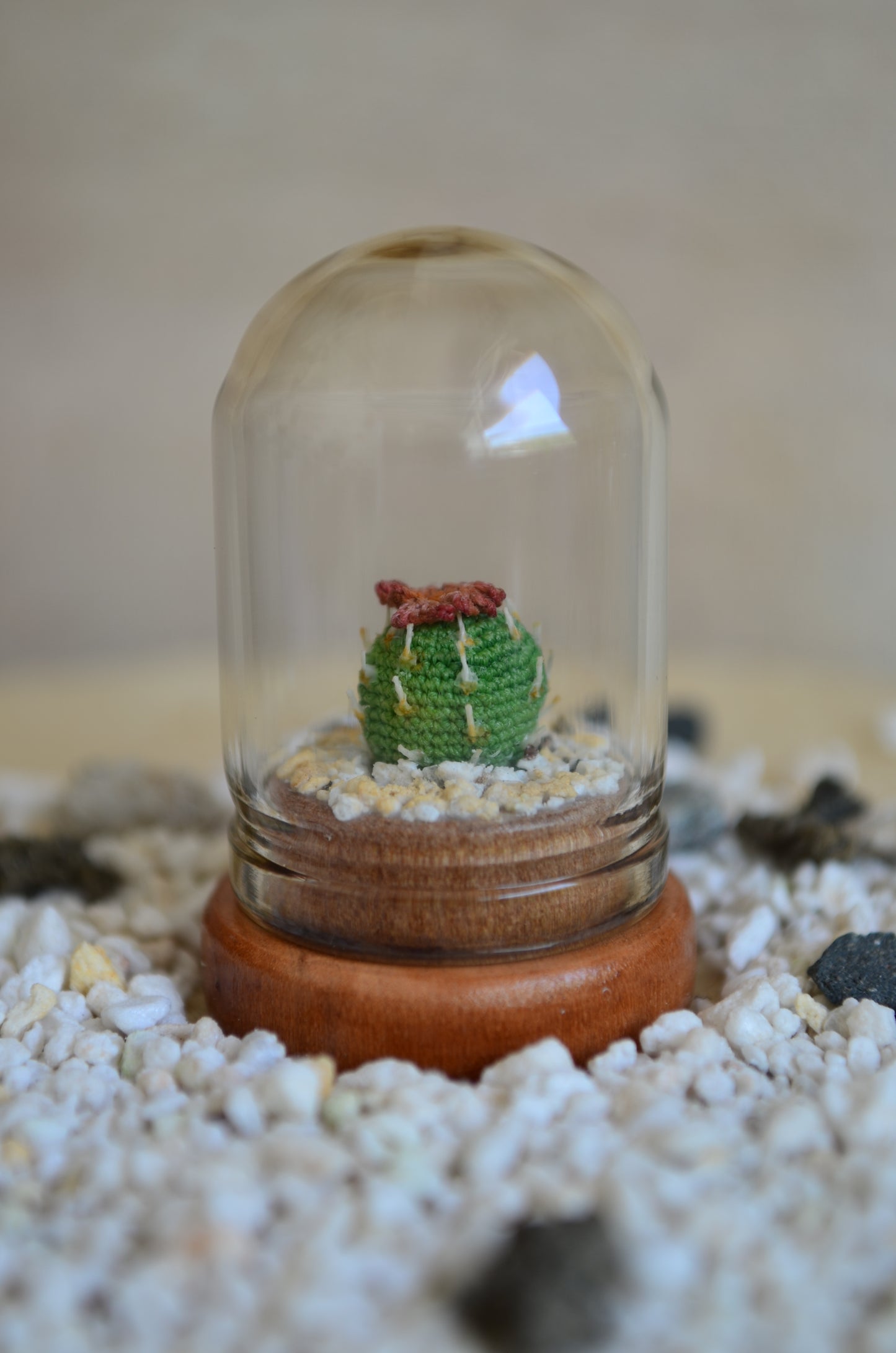 Mini Cactus - by Tiny bells of the prairie